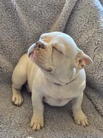 processed/7932de96-b7e8-4c6f-9f8f-c5f98ee97f3c/listing/d12454b9-2d35-43b4-910c-181a850848f3/d58a0172-2464-4d1b-a258-bfe3541ddf4e