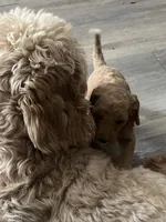 Girl Goldendoodle, a female Goldendoodle for sale in Carrollton, GA – 4 of 4
