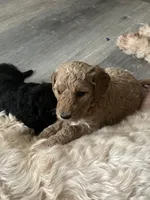 Girl Goldendoodle, a female Goldendoodle for sale in Carrollton, GA – 3 of 4