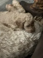 Girl Goldendoodle, a female Goldendoodle for sale in Carrollton, GA – 2 of 4