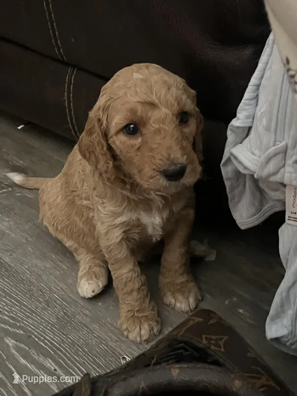Girl Goldendoodle, a female Goldendoodle for sale in Carrollton, GA – 1 of 4