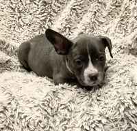 Boy 3, a male French Bulldog and American Bully for sale in Tucson, AZ – 1 of 4