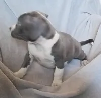 Solid Blue Male 1, a male American Bully for sale in Tucson, AZ – 3 of 3