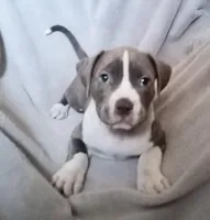 Solid Blue Male 1, a male American Bully for sale in Tucson, AZ – 1 of 3