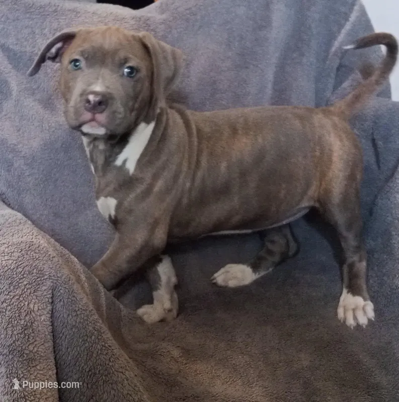 Female 2 – American Bully puppy for sale in Tucson, AZ