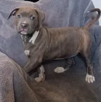 Blue Brindle Female , a female American Bully for sale in Tucson, AZ – Photo 1 of 3