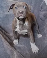 Blue Brindle Female , a female American Bully for sale in Tucson, AZ – Photo 2 of 3