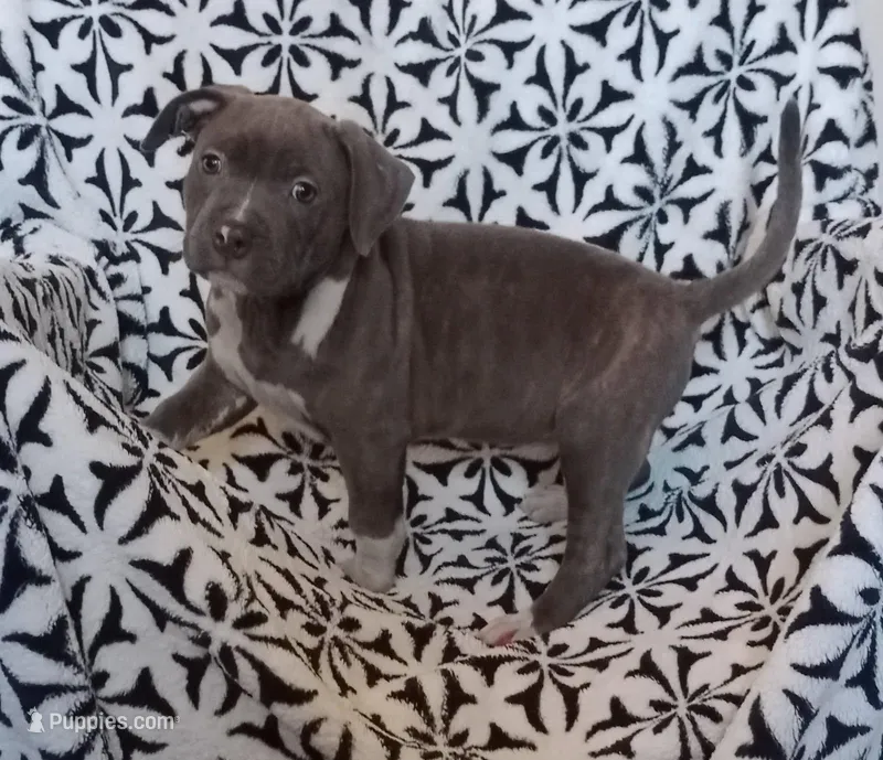 Female 2 – American Bully puppy for sale in Tucson, AZ