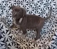 Blue Brindle Female , a female American Bully for sale in Tucson, AZ – Photo 3 of 3