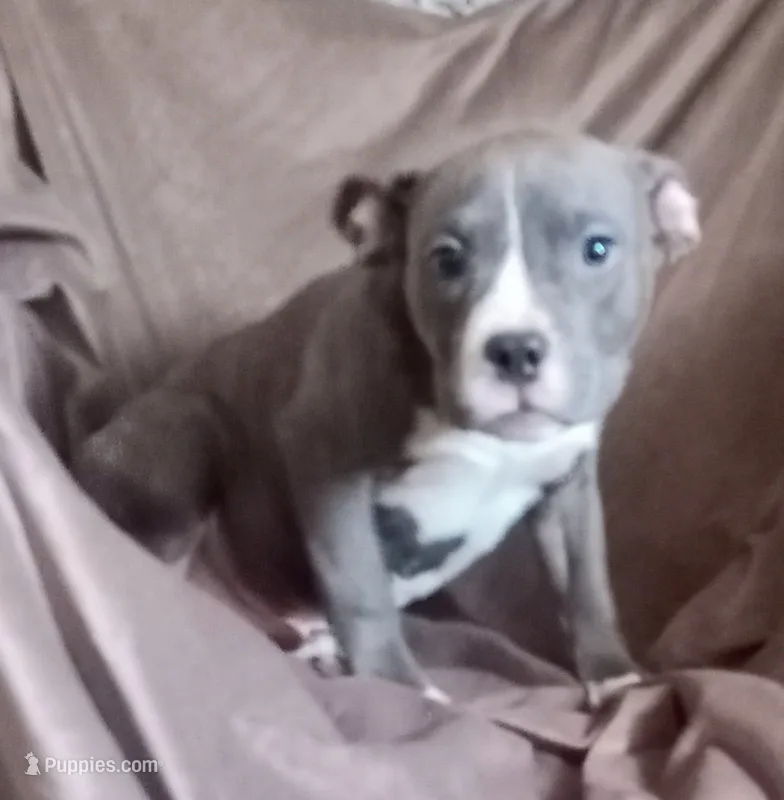 Boy 3 – French Bulldog, American Bully puppy for sale in Tucson, AZ