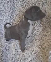 Girl 1, a female American Bully for sale in Tucson, AZ – 2 of 2