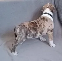 Blue Merle Male 4, a male American Bully for sale in Henderson, NV – Photo 2 of 2