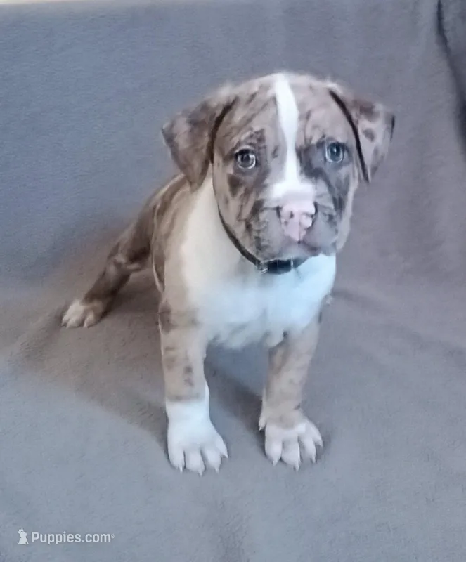 Blue Merle Male 4 – American Bully puppy on hold in Henderson, NV