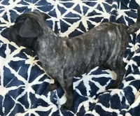 Brindle Boy Pug, a male Pug for sale in Tucson, AZ – Photo 2 of 2