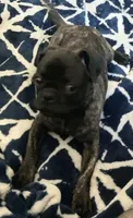 Brindle Boy Pug, a male Pug for sale in Tucson, AZ – Photo 1 of 2
