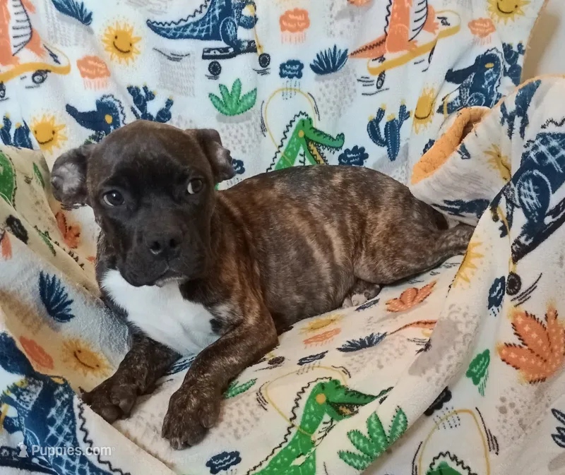 Boy 2 – French Bulldog, American Bully puppy for sale in Tempe, AZ