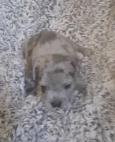 Girl 2, a female American Bully for sale in Tucson, AZ – 2 of 3