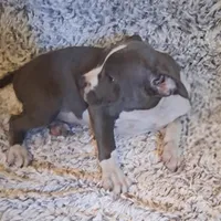 Solid Blue Male 1, a male American Bully for sale in Tucson, AZ – 2 of 3