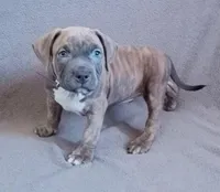 Male 5, a male American Bully for sale in Henderson, NV – Photo 2 of 2