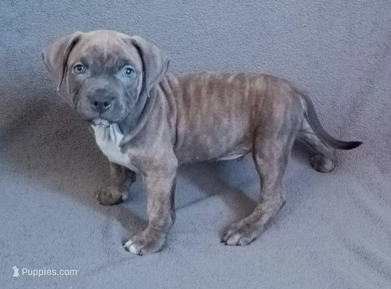 Male 5 – American Bully puppy for sale in Henderson, NV