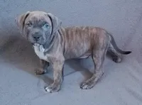 Male 5, a male American Bully for sale in Henderson, NV – Photo 1 of 2