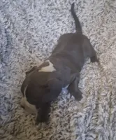 Boy 3, a male French Bulldog and American Bully for sale in Tucson, AZ – 3 of 4