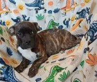Male 2, a male French Bulldog and American Bully for sale in San Bernardino, CA – 1 of 2