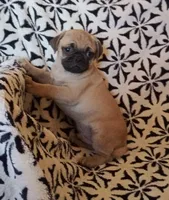 Fawn male, a male Pug for sale in Henderson, NV – Photo 1 of 2