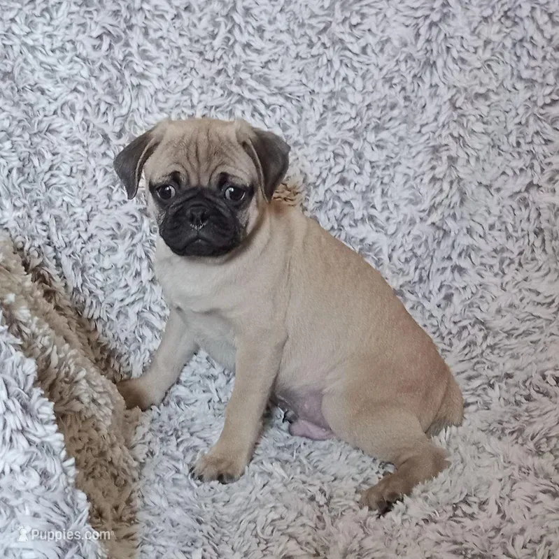 Fawn male – Pug puppy for sale in Henderson, NV