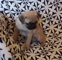 Fawn male, a male Pug for sale in Henderson, NV – Photo 2 of 2