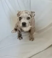 Female 1, a female French Bulldog and American Bully for sale in San Bernardino, CA – 3 of 3