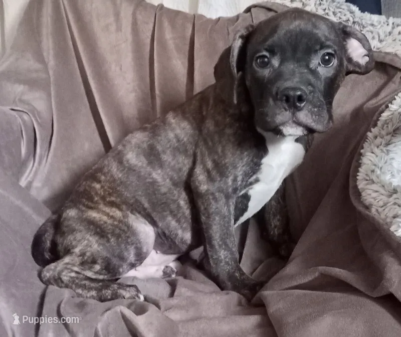 Boy 2 – French Bulldog, American Bully puppy for sale in Tucson, AZ
