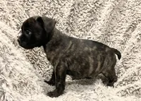 Boy 2, a male French Bulldog and American Bully for sale in Tucson, AZ – 2 of 2