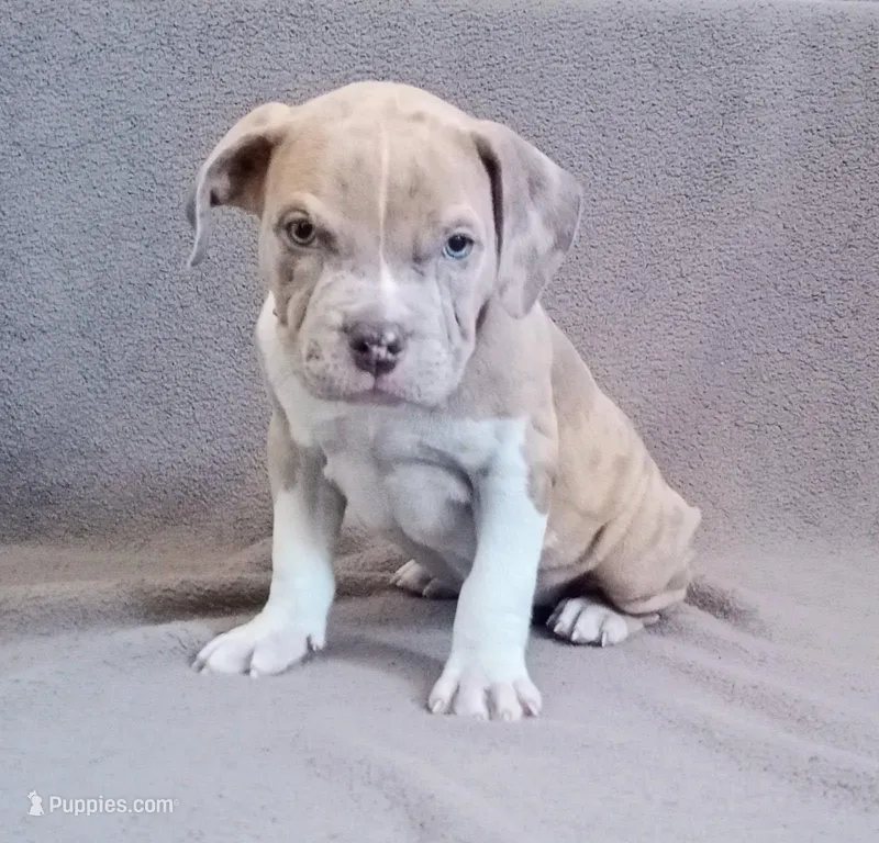 Female 1 – American Bully puppy for sale in Henderson, NV