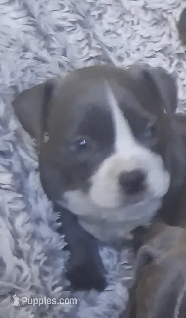 Girl 1 – American Bully puppy for sale in Tucson, AZ