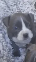 Girl 1, a female American Bully for sale in Tucson, AZ – 1 of 2