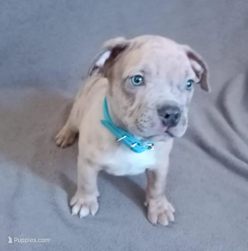 Blue Merle Male 1 – American Bully puppy for sale in Henderson, NV