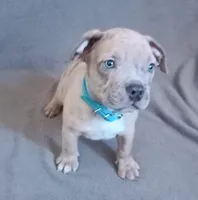 Blue Merle Male 1, a male American Bully for sale in Henderson, NV – Photo 1 of 2