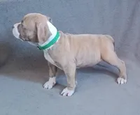 Male 3, a male American Bully for sale in Henderson, NV – Photo 2 of 2