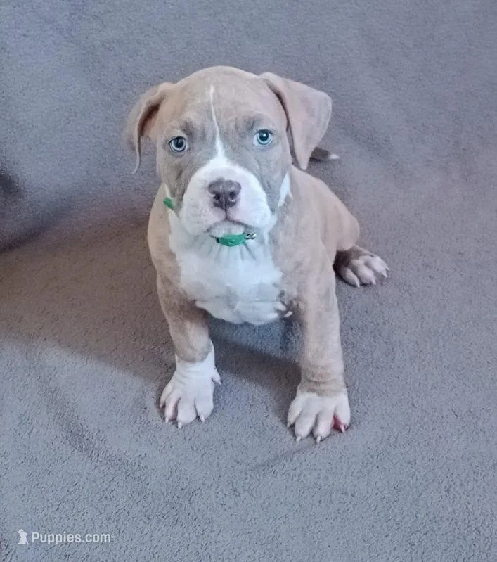 Male 3 – American Bully puppy for sale in Henderson, NV
