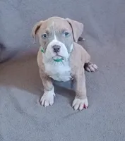 Male 3, a male American Bully for sale in Henderson, NV – Photo 1 of 2