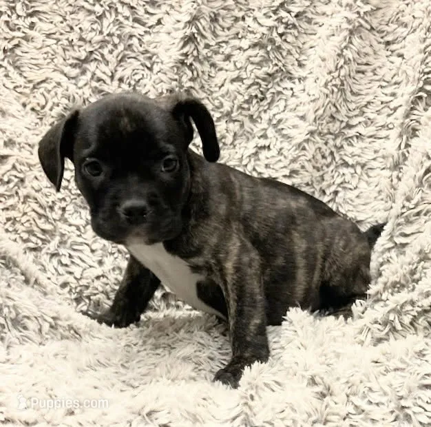 Boy 2 – French Bulldog, American Bully puppy for sale in Tucson, AZ