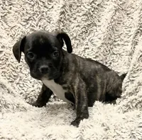 Boy 2, a male French Bulldog and American Bully for sale in Tucson, AZ – 1 of 2