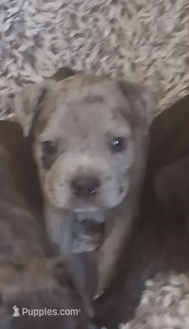 Girl 2 – American Bully puppy for sale in Tucson, AZ