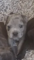 Girl 2, a female American Bully for sale in Tucson, AZ – 1 of 3