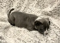 Boy 3, a male French Bulldog and American Bully for sale in Tucson, AZ – 2 of 4