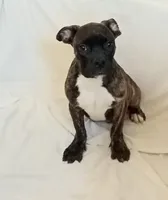 Male 2, a male French Bulldog and American Bully for sale in San Bernardino, CA – 2 of 2