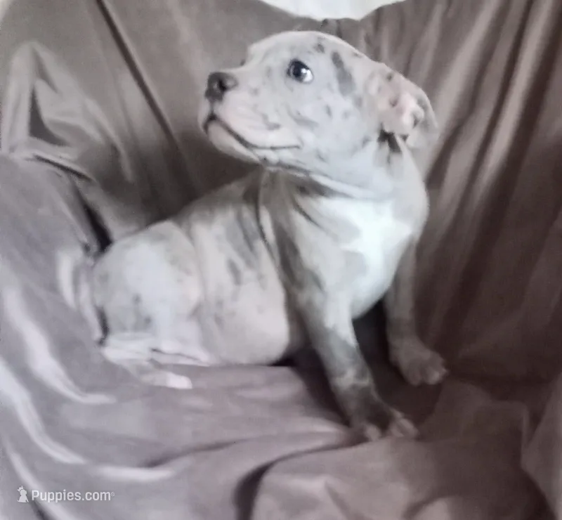 Girl 1 – French Bulldog, American Bully puppy for sale in Tucson, AZ