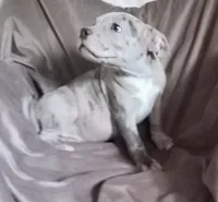 Girl 1, a female French Bulldog and American Bully for sale in Tucson, AZ – 1 of 2