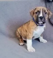 Male 2, a male American Bully for sale in Henderson, NV – Photo 1 of 2